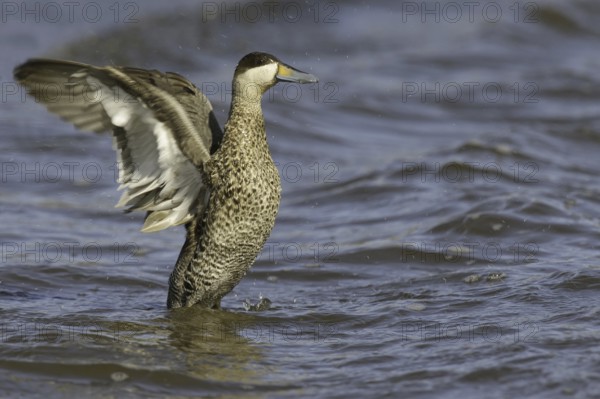Silver Teal (Spatula versicolor), Falkland Islands