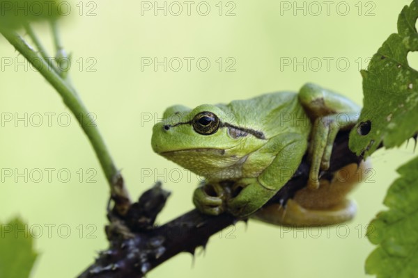 European Tree Frog (Hyla arborea) perch on blackberry branch, North Rhine-Westphalia, Germany