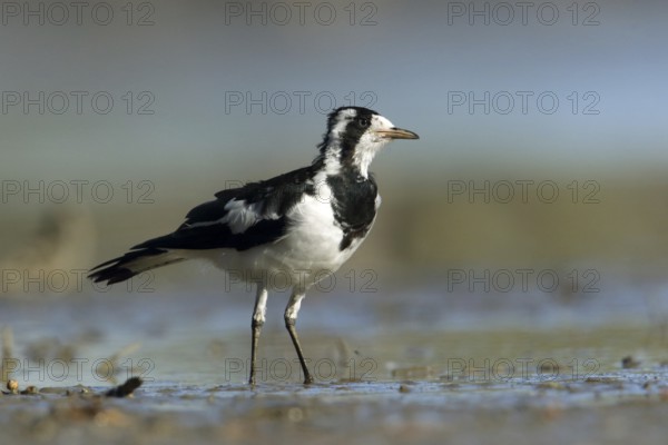 Magpie-Lark (Grallina cyanoleuca) female, Victoria, Australia