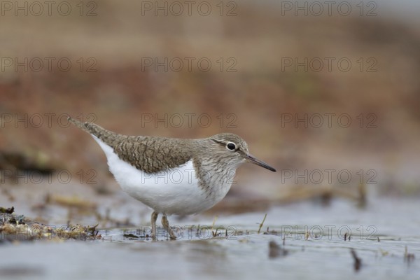 Common Sandpiper (Actitis hypoleucos) foraging, North Rhine-Westphalia, Germany