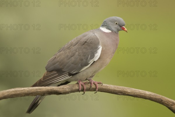 Common Wood Pigeon (Columba palumbus) perched on a branch, Serbia
