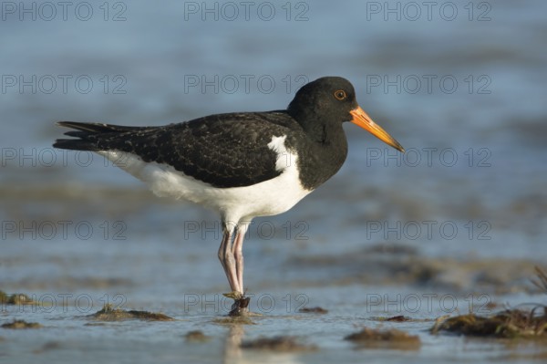 Pied Oystercatcher (Haematopus longirostris) juvenile foraging at shoreline, Victoria, Australia