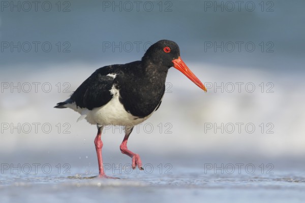 Pied Oystercatcher (Haematopus longirostris) foraging at shoreline, Victoria, Australia