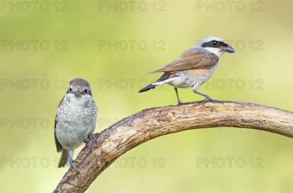 Red-backed Shrike (Lanius collurio) male perched on a branch with young, Aosta Valley, Italy