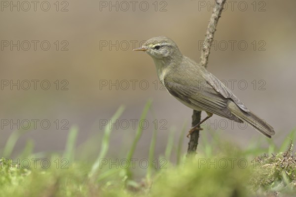 Common Chiffchaff (Phylloscopus collybita) perched on a branch, Netherlands