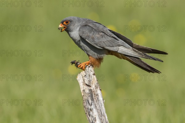 Red-Footed Falcon (Falco vespertinus), adult male eating a cricket, Galicia, Spain