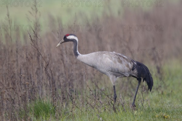 Common Crane (Grus grus) foraging, Poland