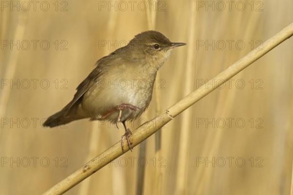 Savi's Warbler (Locustella luscinioides), Rhineland-Palatinate, Germany
