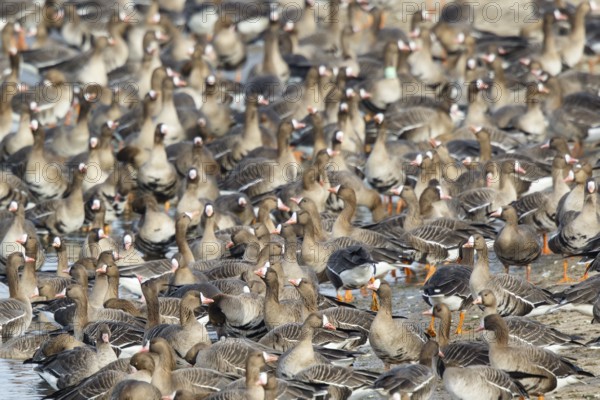 Greater White-fronted Goose (Anser albifrons) huge flock resting in water, North Rhine-Westphalia, Germany