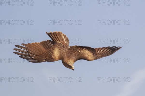 Black Kite (Milvus migrans) flying, Spain