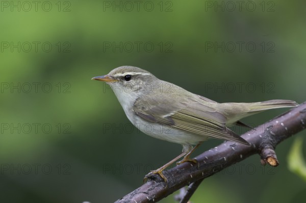 Arctic Warbler - Wanderlaubsänger - Phylloscopus borealis. Russia (Ural)