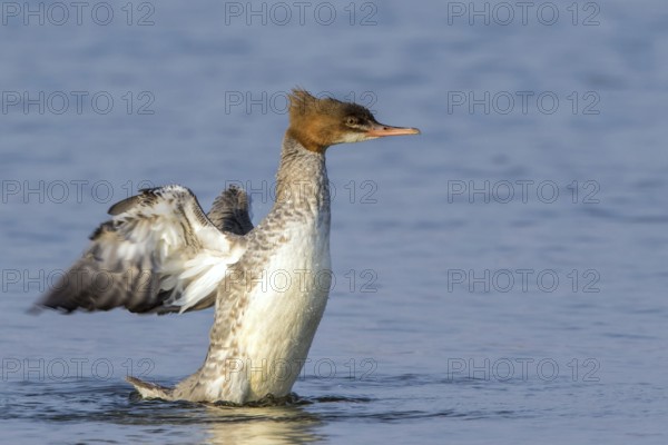 Common Merganser (Mergus merganser) female flapping, Mecklenburg-Western Pomerania, Germany