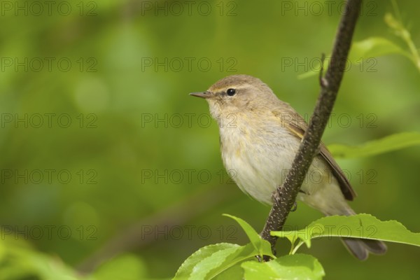 Common Chiffchaff - Zilpzalp - Phylloscopus collybita ssp. collybita, Germany