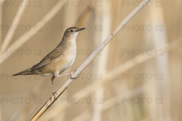 Savis Warbler - Rohrschwirl - Locustella luscinoides, Germany