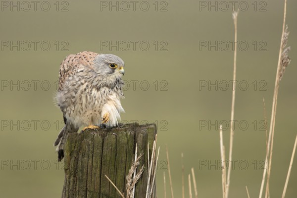 Torenvalk; Common Kestrel; Falco tinnunculus;
