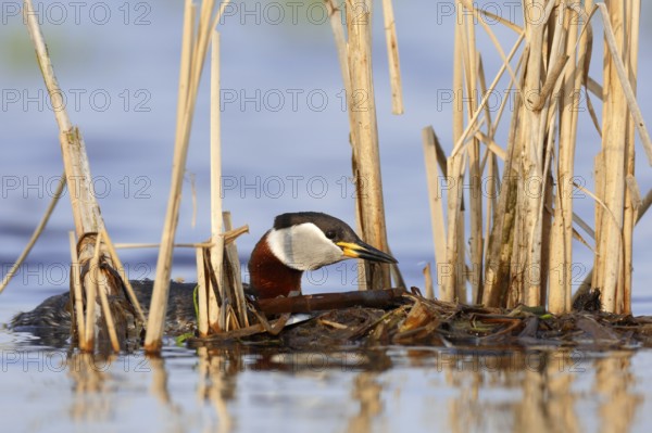 Red-necked Grebe (Podiceps grisegena) with nesting material, Mecklenburg-Western Pomerania, Germany