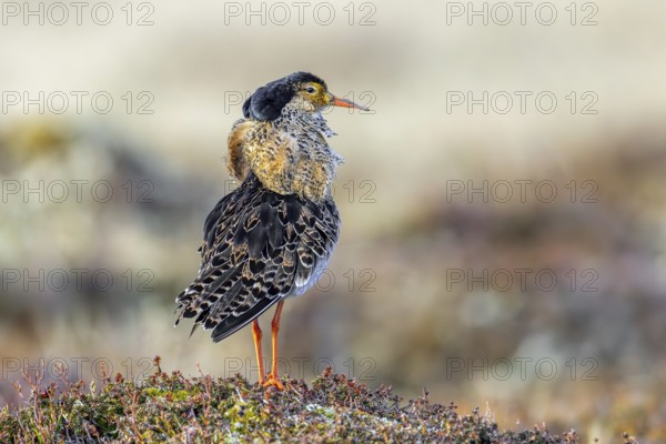 Ruff (Calidris pugnax) territorial male in breeding plumage at lek in spring, Scandinavia