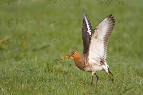 Black-tailed Godwit (Limosa limosa) flapping its wings, Netherlands