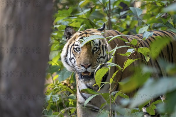 Bengal tiger (Panthera tigris tigris), standing, looking through bushes, Bandhavgarh National Park, Bahannara, Manpur, Madhya Pradesh, India