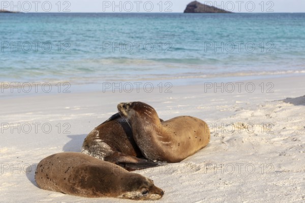 Sea lions (Zalophus wollebaeki), Galapagos, Ecuador