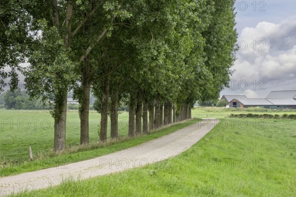 Narrow road lined with tall trees on a green meadow under a cloudy sky, Lower Rhine, North Rhine-Westphalia, Germany