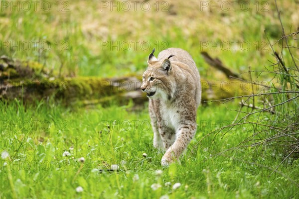 Eurasian lynx (Lynx lynx) walking in the grass, Bavaria, Germany