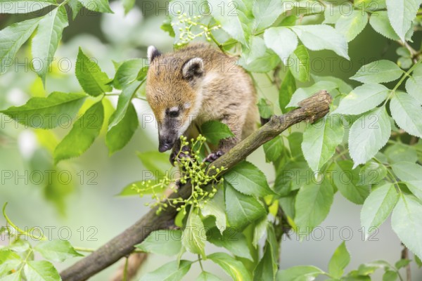 South American coati (Nasua nasua) youngster klimbing a little tree, captive, Zoo Augsburg
