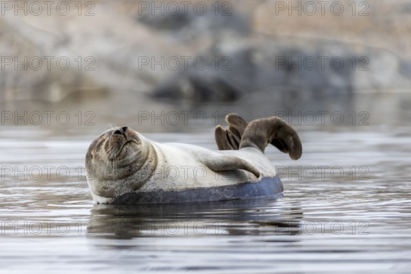 Harbour seal (Phoca vitulina) lying on a stone in the water, Mammals (Mammalia), Smeerenburgbreen, Spitsbergen, Svalbard