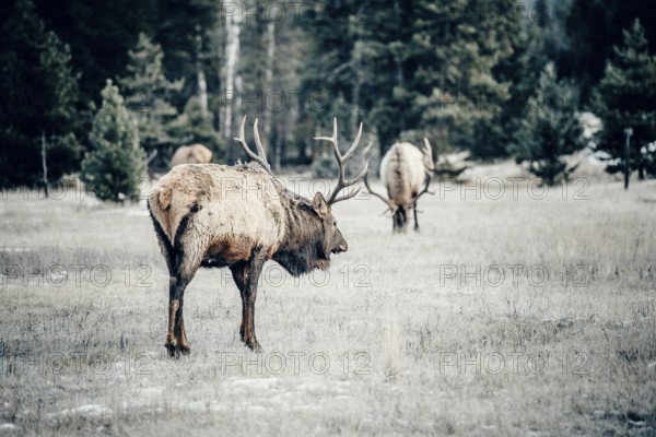 Wildlife on a winter road trip on the Icefields Parkway with lots of snow and ice, Banff National Park, Jasper National Park, Alberta, Canada