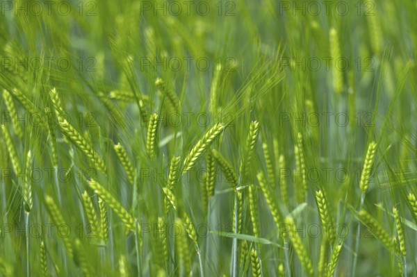 Grain field with unripe ears of barley (Hordeum vulgare), delicate structure, texture, background image, Aschheim, Upper Bavaria, Bavaria, Germany