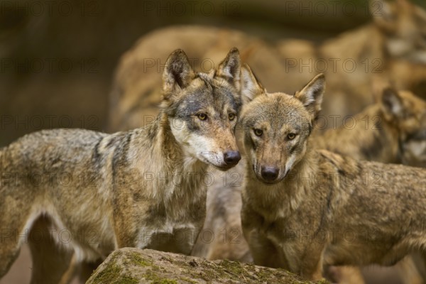 Wolf (Canis lupus), two wolves standing close to each other behind a rock, looking connected, Germany
