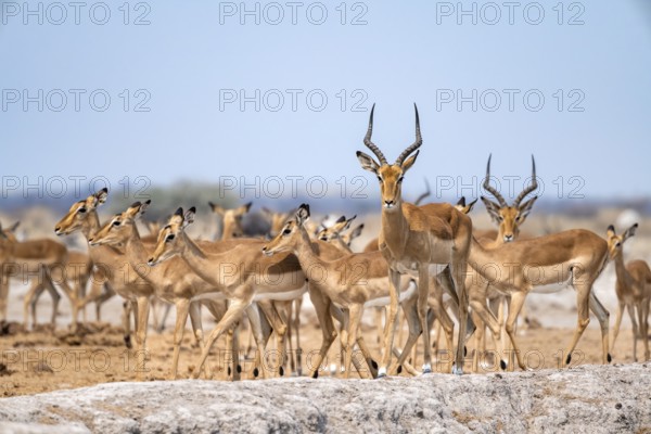 Herd of impala (Aepyceros melampus) at a waterhole, black heeler antelope, Nxai Pan National Park, Botswana