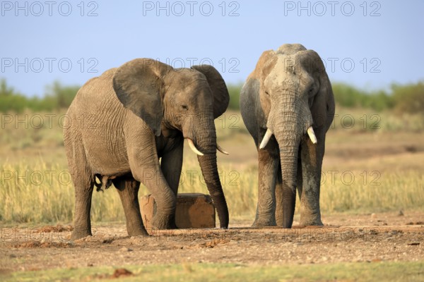 African elephant (Loxodonta africana), adult, two, drinking, waterhole, Kruger, Kruger National Park, South Africa