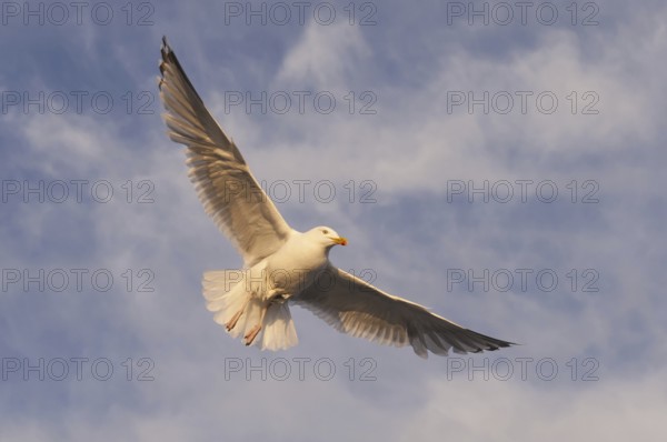 European Herring Gull (Larus argentatus) flying, Nord-Trondelag, Norway