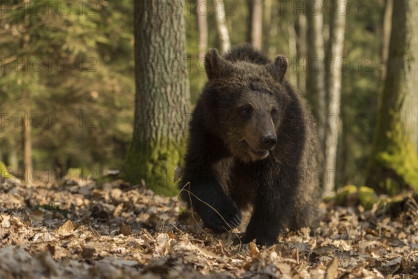 European brown bear (Ursus arctos), young, clumsily running through the autumn forest, exploring the surroundings, running directly towards the camera, frontal shot, funny animal cubs, native nature, Central Europe