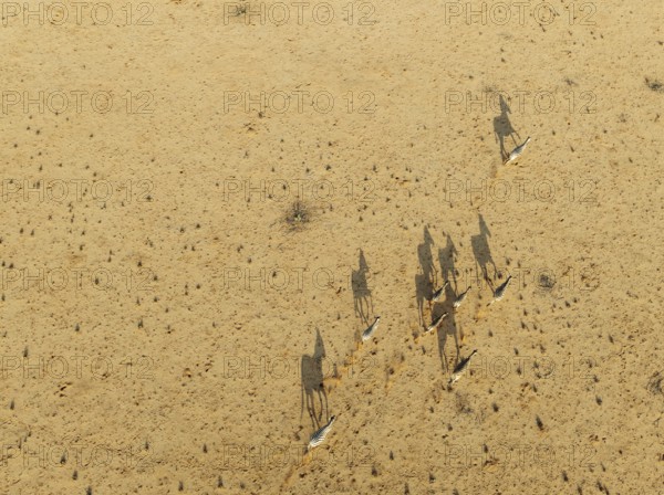 Hartmann's Mountain Zebra (Equus zebra hartmannae). Roaming an arid plain at the edge of the Namib Desert. Aerial view. Drone shot. Namibia