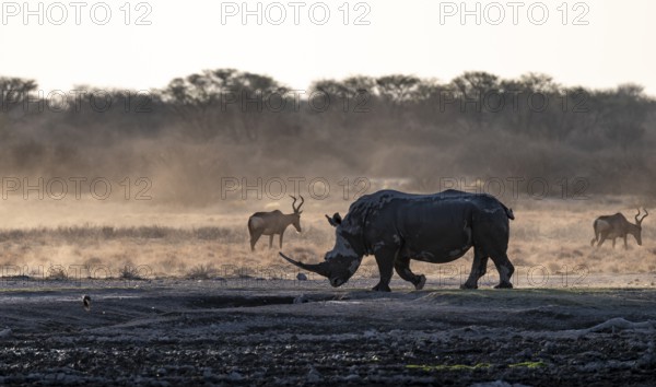 Dramatic atmosphere, Southern white rhinoceros (Ceratotherium simum simum), Khama Rhino Sanctuary, Serowe, Botswana