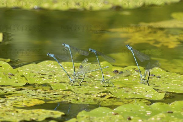 Common blue damselfly (Enallagma cyathigerum) four adult pairs of insects mating on a pond lily leaf in summer, England, United Kingdom