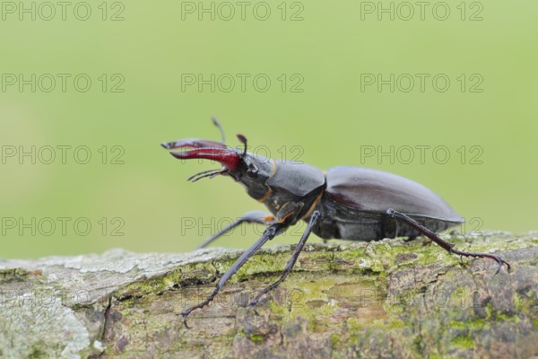 Stag beetle (Lucanus cervus), male, Normandy, France