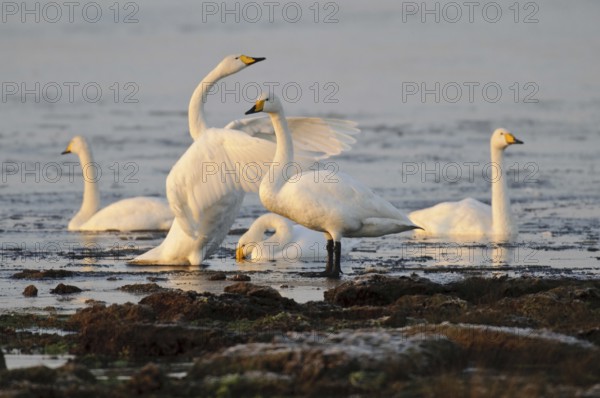 Whooper Swan (Cygnus cygnus), Lower Saxony, Germany
