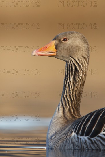 Greylag Goose (Anser anser), Utrecht, Netherlands