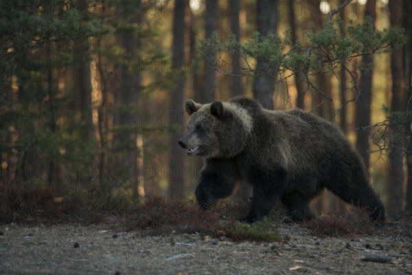 In the early morning light... European brown bear (Ursus arctos) running along the edge of a clearing in the forest, sun shining through the trees in the background and providing appealing colours, dynamic image due to the raised front paw during the run, native nature, Central Europe
