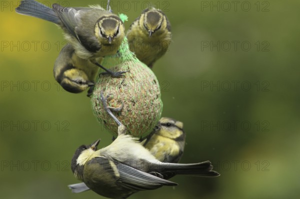 Great Tit & Eurasian Blue Tit (Parus major & Cyanistes caeruleus), Lower Saxony, Germany