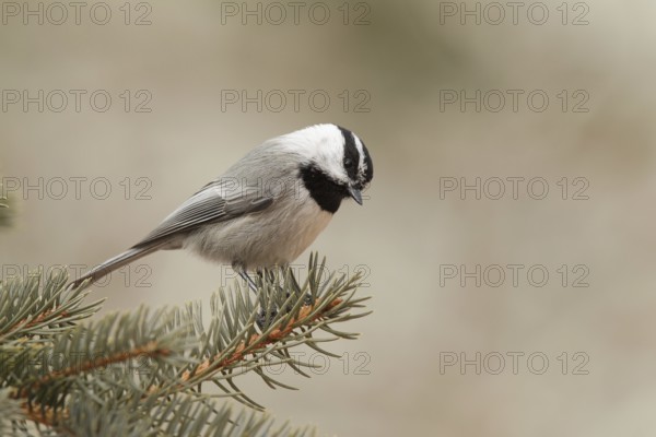 Mountain Chickadee (Poecile gambeli), California, USA