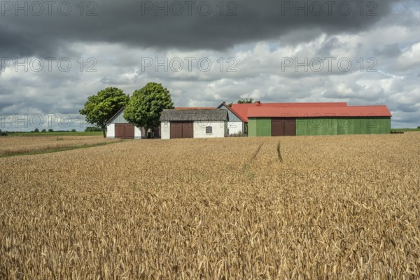 Field with ripe wheat at farm and heavy clouds in Ingelstorp, Ysads municipality, Skåne county, Sweden, Scandinavia