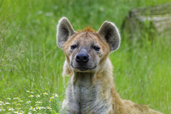 Animal portrait, spotted hyena (Crocuta crocuta), attentive, captive, distribution sub-Saharan Africa