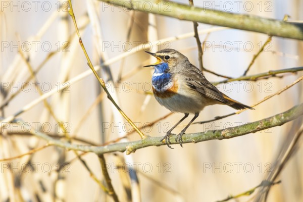 Bluethroat (Luscinia svecica cyanecula) ml Germany
