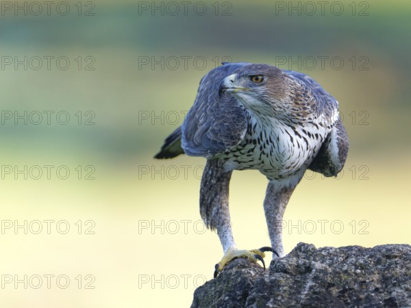 Bonelli's eagle (Aquila fasciata), on a rock, Andalusia Spain