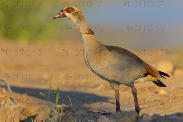 Nilgans, Egyptian Goose, Alopochen aegyptiacus, Ouette d'Égypte, Oie d'Égypte, Ganso del Nilo