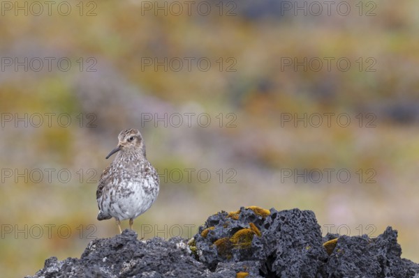 Purple Sandpiper (Calidris maritima), Iceland